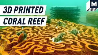 Coral Reefs in Hong Kong Are Dying. These 3D Printed Tiles Could Bring Them Back to Life. | Mashable
