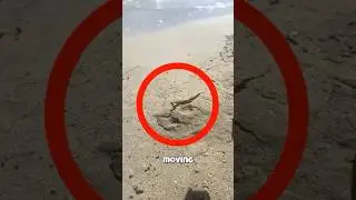 What Creature Under this SAND?😱
