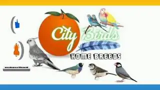 Single cage breeding cage for #GreenCheek #Conure & #WhiteFace #Patchless #Cockatiel