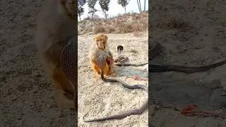 monkey vs cobra snake in desert #trending #shorts