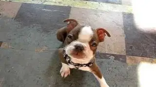 training 11 week Boston Terrier
