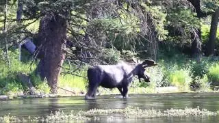 Moose at Big Springs