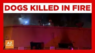 3 hospitalized, 2 dogs dead after Phoenix apartment fire