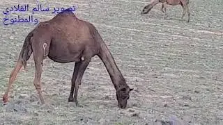 اشيلةالمدى عبس الخطوه رشيديه مقاطع من الربيع العلم  وفرسان  بني عبس