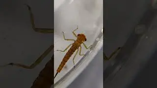 1 Ninfa de Donzelinha (Insecta: G&ecirc;nero Leptagrion)