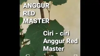 Anggur Red Master | anggur merah berbuah cepat ?