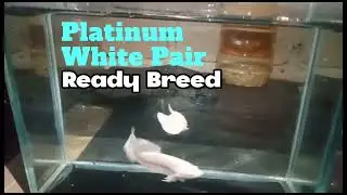 PLATINUM WHITE PAIR #shorts #ikanlaga #bettafish #aquarium #fishtank #breeding #repost #forsale