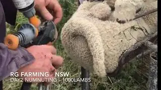 Getting Started With Numnuts - Day 2 of Lamb Marking