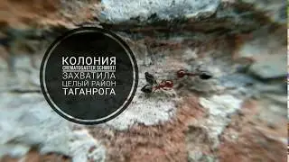 Колония Crematogaster schmidti захватила целый район Таганрога