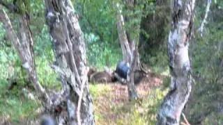 brown bear on bait