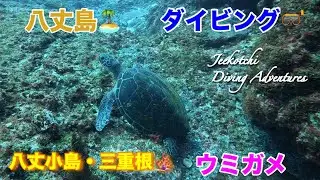 八丈島🏝ダイビング🤿八丈小島🏝三重根🪸ウミガメ😆👍2025年9月