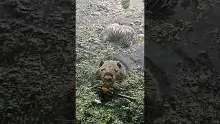 &Mu;&upsilon;&omicron;&kappa;ά&sigma;&tau;&omicron;&rho;&alpha;&sigmaf; &tau;&rho;ώ&epsilon;&iota; &psi;&omega;&mu;ί! | &Nu;utria eating bread! #myocastorcoypus #animals #rodents  #nutria #coypu