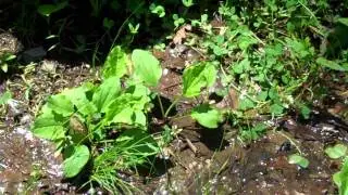 Hounds come upon a turtle