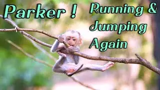 🔴Live Mama Monkey Pinka & Baby Parker Update 🐒 | Parker Still Active and Recovering Well