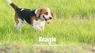 A Beagle Dog Poem