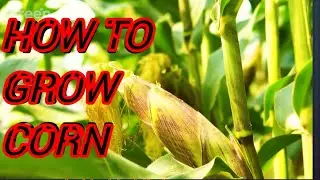 How to grow corn explain in detail