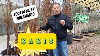 Primer pinzamiento de tallo y poda de raiz de kaki a ra&iacute;z desnuda #parati #poda #ahoratu #kaki