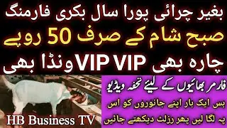 Goat farming all year on a low price fodder | Low cost feed for goats | HB Business TV |