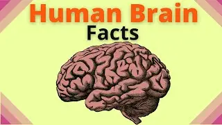 Human Brain | Important Facts | Brain Anatomy | Neuroscience
