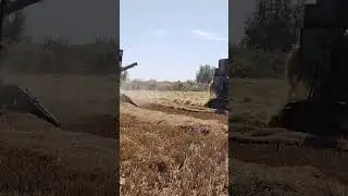 шоли сезон