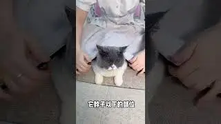 控猫手法，铲屎官必须学技能！猫咪耳螨不能治愈，每周定期给猫咪清洗一次#新手养猫 #萌宠好物 #猫咪耳螨 #宠物洁耳液 猫奴十三