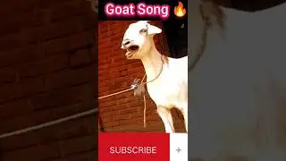 Goat song | Goat dance #Goat #Goats #goatdance #goatsong #dance #song #animals #shorts