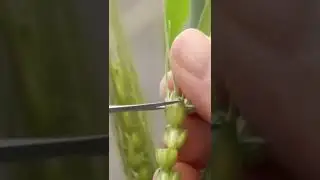 Hybridization techniques of wheat.