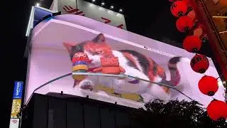 Shinjuku 3D Cat 