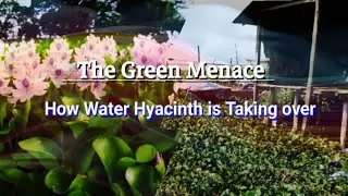 From Beauty to Disaster : The water hyacinth story.