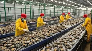 Inside the Abalone Factory Traditional Meat & Medicine (Luxury Food & Shell Uses)