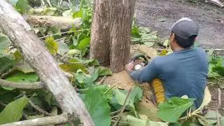Coconut tree saw machine with Nakaya's newest engine