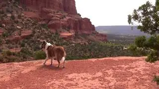 Dogs and Freedom