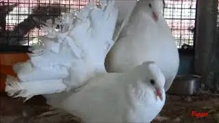 Indian Fantail Pigeons Making love