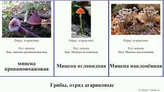 Грибы, отряд агариковые мицена fungus Agaricales Catch наклонённая кровяноножковая игловидная Dan
