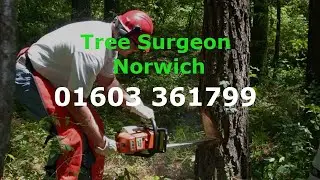 Tree Surgeon Norwich 24 hr Tree Removal Stump Grinding Stump Removal & Tree Felling Services
