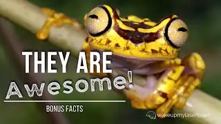 Frogs Croaking | Relaxing Frog Sounds | 🕙 10 Hours | For Relaxing, Laser Focus | Bonus Facts