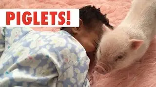 Piglets