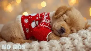 12 Hours Soft Calming Music for Dogs🦌Perfect for Dogs Home Alone - Helps With Whining, Pacing🎄No Ads