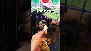 Щенок ест банан #щенок #домашниеживотные #собака #шорты