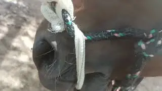 Como eu uso o Barbicacho na doma.