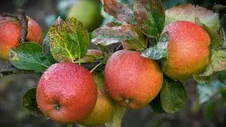 Gathering Around the Grove ~ Apple ~ 2022