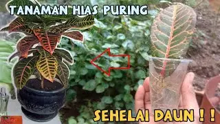 Stek Puring, Cuma Daun dan media air bisa tumbuh