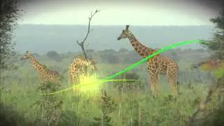 Disney Worldwide Conservation Fund