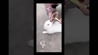 What happened with my bunny 🐰 what is that oh my god please 🙏 save her&hellip;&hellip; #millie #montyoum #like