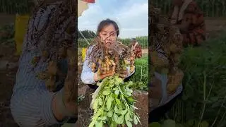 Peanut harvesting from farmers with rural farming life #2024 #life #peanut #harvest #agriculture