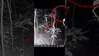 What has recorded on the  cameratrap #recording #trap #cameratrap #shortvideo