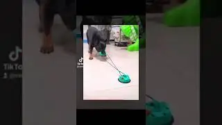Juguete con ventosa 🐶 Productos TOP para Perros | Parte 20