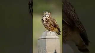 #Exoticbird #BirdLovers #WildLife #BirdPhotography #MacroLens #KicauMania #PecintaBurung #foryou