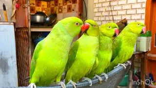 Mithu Tote Ki Awaaz | Bolne Wala Mithu | Indian Ringneck Parrot videos compilation