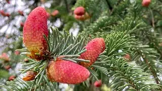 Getting to Know Norway Spruce ￼￼